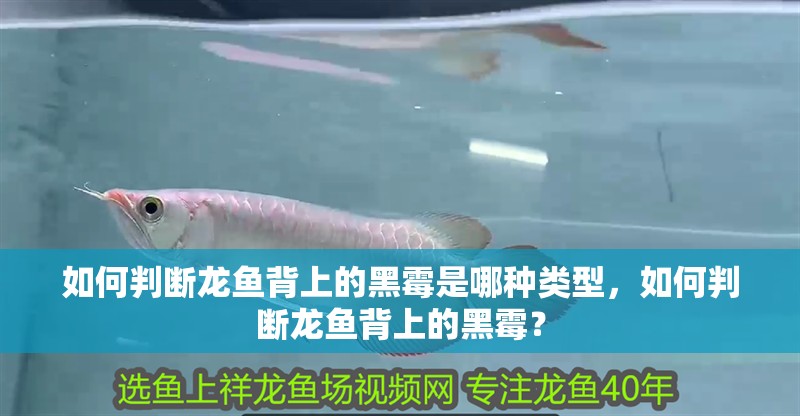 如何判斷龍魚背上的黑霉是哪種類型，如何判斷龍魚背上的黑霉？