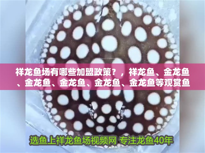 祥龍魚場有哪些加盟政策？，祥龍魚、金龍魚、金龍魚、金龍魚、金龍魚、金龍魚等觀賞魚養殖