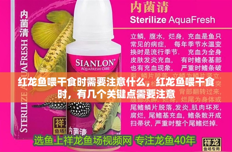 紅龍魚喂干食時需要注意什么，紅龍魚喂干食時，有幾個關鍵點需要注意 紅龍魚喂干食時需要注意什么，紅龍魚喂干食時，有幾個關鍵點需要注意 龍魚百科