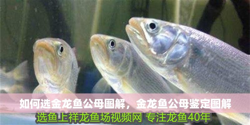 如何選金龍魚公母圖解，金龍魚公母鑒定圖解