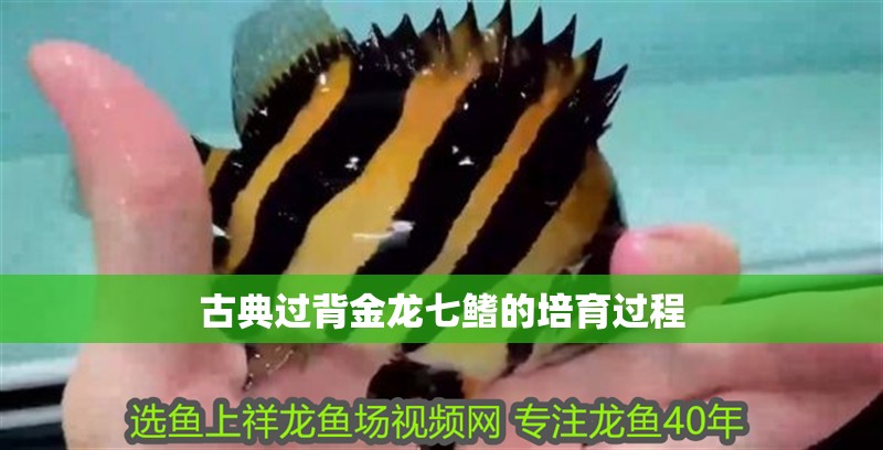 魚缸過濾器選購指南:自制魚缸過濾器魚缸上置過濾器對于養魚愛好者的必備知識 古典過背金龍七鰭的培育過程 龍魚百科 古典過背金龍七鰭的培育過程 古典過背金龍七鰭的培育過程 龍魚百科