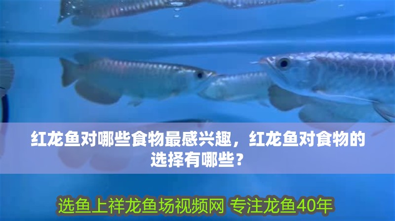 紅龍魚對哪些食物最感興趣，紅龍魚對食物的選擇有哪些？