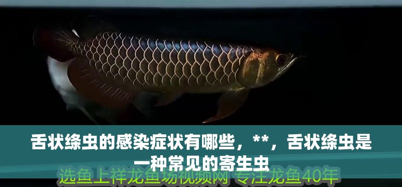 舌狀絳蟲(chóng)的感染癥狀有哪些，**，舌狀絳蟲(chóng)是一種常見(jiàn)的寄生蟲(chóng) 舌狀絳蟲(chóng)的感染癥狀有哪些，**，舌狀絳蟲(chóng)是一種常見(jiàn)的寄生蟲(chóng) 龍魚(yú)百科