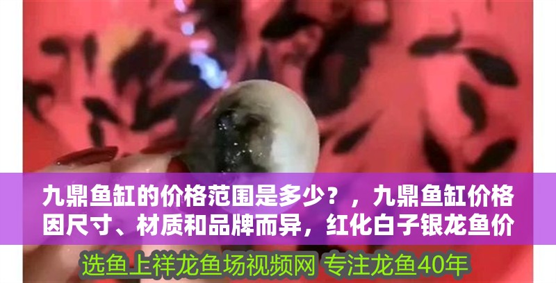 龍魚干蝦有營養嗎 九鼎魚缸的價格范圍是多少?,九鼎魚缸價格因尺寸、材質和品牌而異,紅化白子銀龍魚價格是多少 龍魚百科 九鼎魚缸的價格范圍是多少?,九鼎魚缸價格因尺寸、材質和品牌而異,紅化白子銀龍魚價格是多少 九鼎魚缸的價格范圍是多少?,九鼎魚缸價格因尺寸、材質和品牌而異,紅化白子銀龍魚價格是多少 龍魚百科