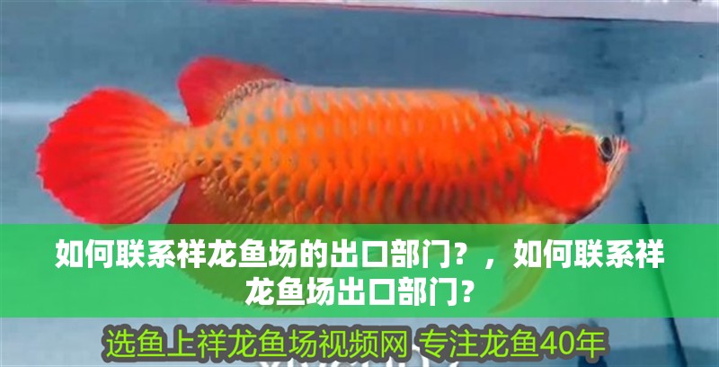 魚缸過濾器選購指南:自制魚缸過濾器魚缸上置過濾器對于養魚愛好者的必備知識 如何聯系祥龍魚場的出口部門?,如何聯系祥龍魚場出口部門? 龍魚百科 如何聯系祥龍魚場的出口部門?,如何聯系祥龍魚場出口部門? 如何聯系祥龍魚場的出口部門?,如何聯系祥龍魚場出口部門? 龍魚百科