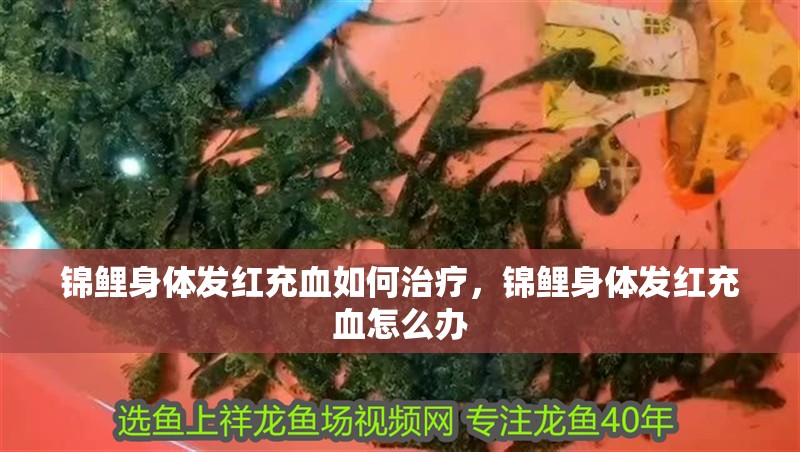 魚缸用增氧泵價格是多少:魚缸增氧機(jī)-xtrac增氧機(jī)-xtrac增氧機(jī) 錦鯉身體發(fā)紅充血如何治療,錦鯉身體發(fā)紅充血怎么辦 龍魚百科 錦鯉身體發(fā)紅充血如何治療,錦鯉身體發(fā)紅充血怎么辦 錦鯉身體發(fā)紅充血如何治療,錦鯉身體發(fā)紅充血怎么辦 龍魚百科
