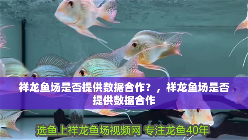 祥龍魚場是否提供數(shù)據(jù)<strong><mark>合作</mark></strong>？，祥龍魚場是否提供數(shù)據(jù)<strong><mark>合作</mark></strong>