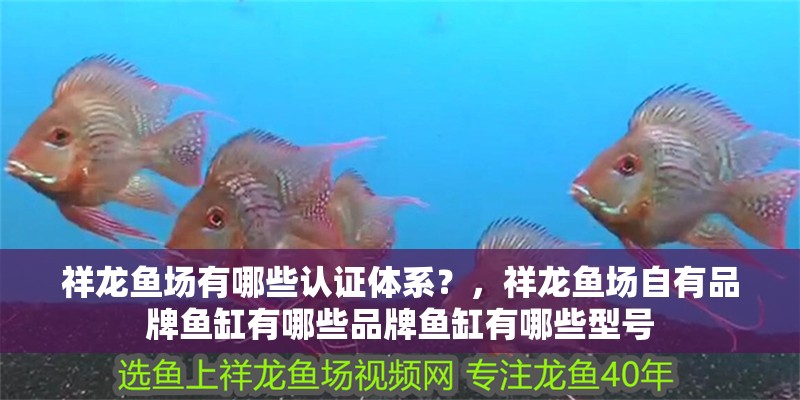 我的虎魚真菌感染了要怎么處理 祥龍魚場有哪些認證體系?,祥龍魚場自有品牌魚缸有哪些品牌魚缸有哪些型號 龍魚百科 祥龍魚場有哪些認證體系?,祥龍魚場自有品牌魚缸有哪些品牌魚缸有哪些型號 祥龍魚場有哪些認證體系?,祥龍魚場自有品牌魚缸有哪些品牌魚缸有哪些型號 龍魚百科