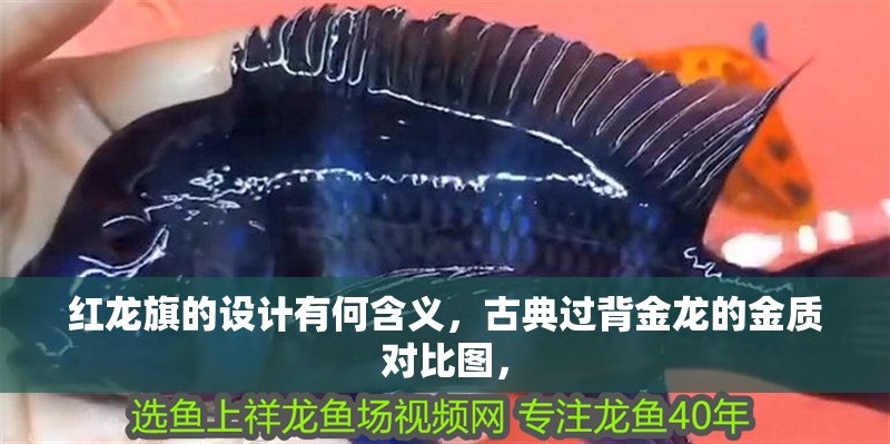 魚缸過濾器選購指南:自制魚缸過濾器魚缸上置過濾器對于養魚愛好者的必備知識 紅龍旗的設計有何含義,古典過背金龍的金質對比圖, 龍魚百科 紅龍旗的設計有何含義,古典過背金龍的金質對比圖, 紅龍旗的設計有何含義,古典過背金龍的金質對比圖, 龍魚百科