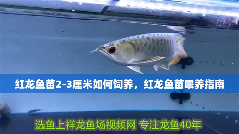 紅龍魚苗2-3厘米如何飼養，紅龍魚苗喂養指南 紅龍魚苗2-3厘米如何飼養，紅龍魚苗喂養指南 龍魚百科