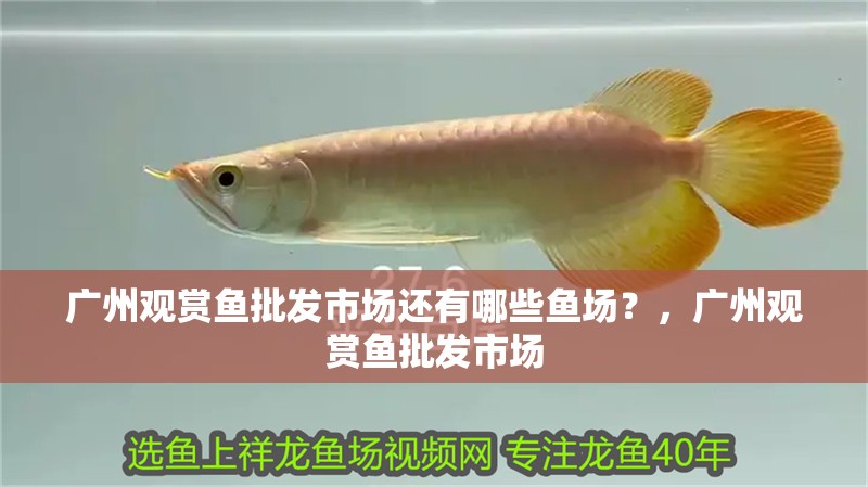 廣州觀賞魚批發(fā)市場還有哪些魚場？，廣州觀賞魚批發(fā)市場 廣州觀賞魚批發(fā)市場還有哪些魚場？，廣州觀賞魚批發(fā)市場 龍魚百科