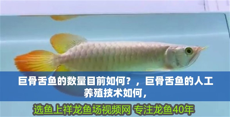 巨骨舌魚的數量目前如何？，巨骨舌魚的人工養殖技術如何， 巨骨舌魚的數量目前如何？，巨骨舌魚的人工養殖技術如何， 龍魚百科