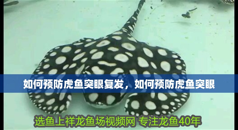 如何預(yù)防虎魚突眼復(fù)發(fā)，如何預(yù)防虎魚突眼 如何預(yù)防虎魚突眼復(fù)發(fā)，如何預(yù)防虎魚突眼 龍魚百科