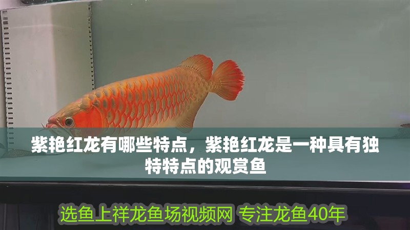 魚缸用增氧泵價(jià)格是多少:魚缸增氧機(jī)-xtrac增氧機(jī)-xtrac增氧機(jī) 紫艷紅龍有哪些特點(diǎn),紫艷紅龍是一種具有獨(dú)特特點(diǎn)的觀賞魚 龍魚百科 紫艷紅龍有哪些特點(diǎn),紫艷紅龍是一種具有獨(dú)特特點(diǎn)的觀賞魚 紫艷紅龍有哪些特點(diǎn),紫艷紅龍是一種具有獨(dú)特特點(diǎn)的觀賞魚 龍魚百科