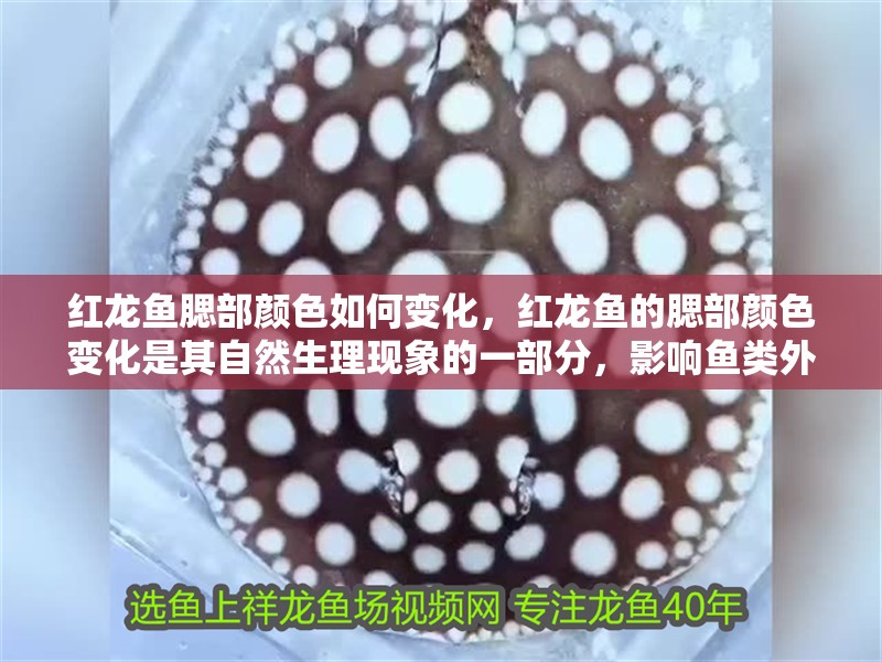 紅龍魚腮部顏色如何變化，紅龍魚的腮部顏色變化是其自然生理現象的一部分，影響魚類外觀 紅龍魚腮部顏色如何變化，紅龍魚的腮部顏色變化是其自然生理現象的一部分，影響魚類外觀 龍魚百科