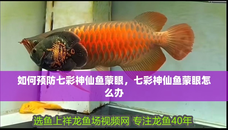 如何預(yù)防七彩神仙魚蒙眼，七彩神仙魚蒙眼怎么辦