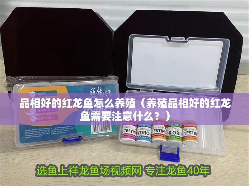品相好的紅龍魚怎么養(yǎng)殖（養(yǎng)殖品相好的紅龍魚需要注意什么？）