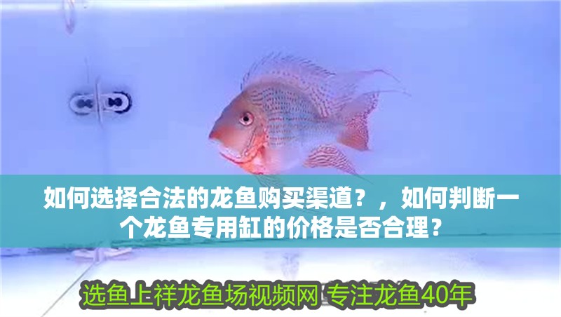 如何選擇合法的龍魚購買渠道？，如何判斷一個龍魚專用缸的價格是否合理？ 如何選擇合法的龍魚購買渠道？，如何判斷一個龍魚專用缸的價格是否合理？ 龍魚百科