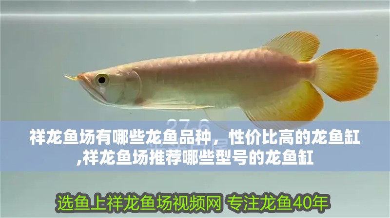 我的虎魚真菌感染了要怎么處理 祥龍魚場有哪些龍魚品種,性價比高的龍魚缸,祥龍魚場推薦哪些型號的龍魚缸 龍魚百科 祥龍魚場有哪些龍魚品種,性價比高的龍魚缸,祥龍魚場推薦哪些型號的龍魚缸 祥龍魚場有哪些龍魚品種,性價比高的龍魚缸,祥龍魚場推薦哪些型號的龍魚缸 龍魚百科