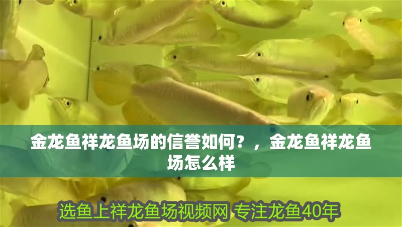 金龍魚祥龍魚場的信譽如何？，金龍魚祥龍魚場怎么樣 金龍魚祥龍魚場的信譽如何？，金龍魚祥龍魚場怎么樣 龍魚百科