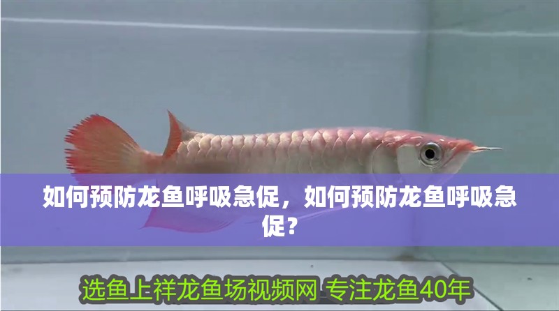 如何預防龍魚呼吸急促，如何預防龍魚呼吸急促？