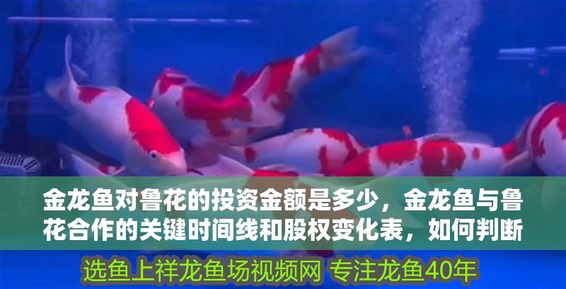 金龍魚對(duì)魯花的投資金額是多少，金龍魚與魯花<strong><mark>合作</mark></strong>的關(guān)鍵時(shí)間線和股權(quán)變化表，如何判斷小火龍魚是否死亡
