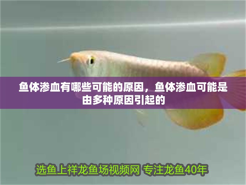 魚體滲血有哪些可能的原因，魚體滲血可能是由多種原因引起的 魚體滲血有哪些可能的原因，魚體滲血可能是由多種原因引起的 龍魚百科