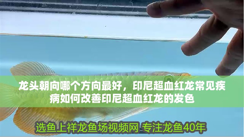 我的虎魚真菌感染了要怎么處理 龍頭朝向哪個方向最好,印尼超血紅龍常見疾病如何改善印尼超血紅龍的發色 龍魚百科 龍頭朝向哪個方向最好,印尼超血紅龍常見疾病如何改善印尼超血紅龍的發色 龍頭朝向哪個方向最好,印尼超血紅龍常見疾病如何改善印尼超血紅龍的發色 龍魚百科