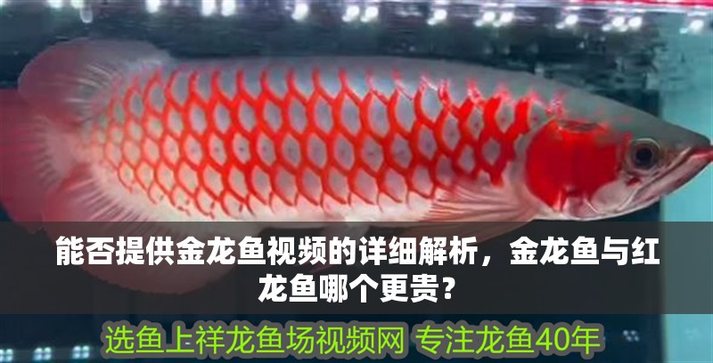 能否提供金龍魚視頻的詳細解析，金龍魚與紅龍魚哪個更貴？ 能否提供金龍魚視頻的詳細解析，金龍魚與紅龍魚哪個更貴？ 龍魚百科