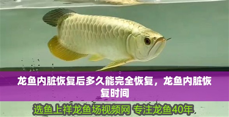 龍魚(yú)內(nèi)臟恢復(fù)后多久能完全恢復(fù)，龍魚(yú)內(nèi)臟恢復(fù)時(shí)間 龍魚(yú)內(nèi)臟恢復(fù)后多久能完全恢復(fù)，龍魚(yú)內(nèi)臟恢復(fù)時(shí)間 龍魚(yú)百科