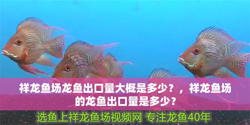 祥龍魚場龍魚出口量大概是多少？，祥龍魚場的龍魚出口量是多少？