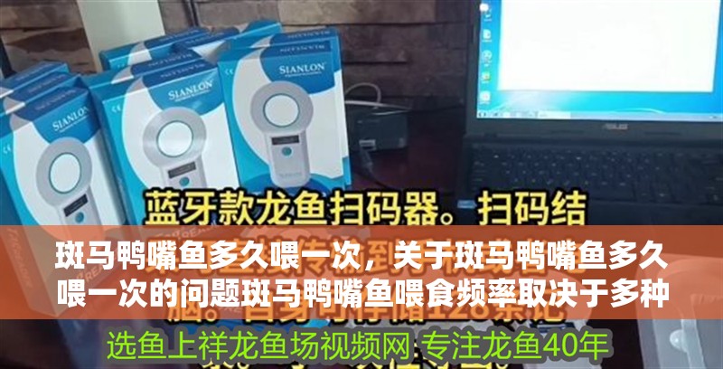 斑馬鴨嘴魚多久喂一次，關于斑馬鴨嘴魚多久喂一次的問題斑馬鴨嘴魚喂食頻率取決于多種因素 斑馬鴨嘴魚多久喂一次，關于斑馬鴨嘴魚多久喂一次的問題斑馬鴨嘴魚喂食頻率取決于多種因素 龍魚百科