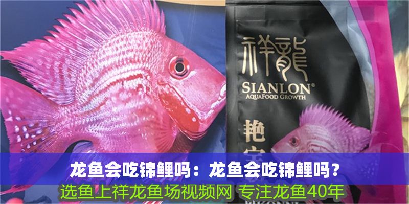龍魚會吃錦鯉嗎：龍魚會吃錦鯉嗎？
