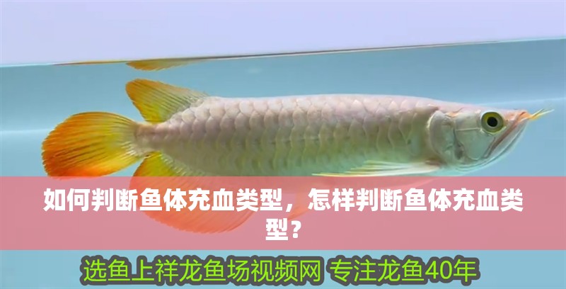 如何判斷魚體充血類型，怎樣判斷魚體充血類型？