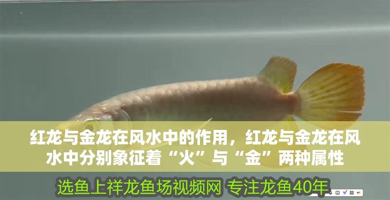 紅龍與金龍?jiān)陲L(fēng)水中的作用，紅龍與金龍?jiān)陲L(fēng)水中分別象征著“火”與“金”兩種屬性