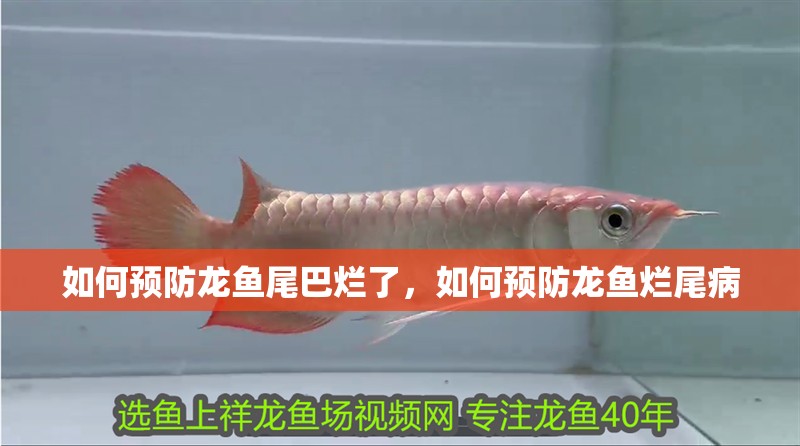 如何預防龍魚尾巴爛了，如何預防龍魚爛尾病 如何預防龍魚尾巴爛了，如何預防龍魚爛尾病 龍魚百科