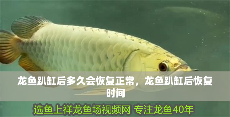 魚缸用增氧泵價格是多少:魚缸增氧機-xtrac增氧機-xtrac增氧機 龍魚趴缸后多久會恢復正常,龍魚趴缸后恢復時間 龍魚百科 龍魚趴缸后多久會恢復正常,龍魚趴缸后恢復時間 龍魚趴缸后多久會恢復正常,龍魚趴缸后恢復時間 龍魚百科