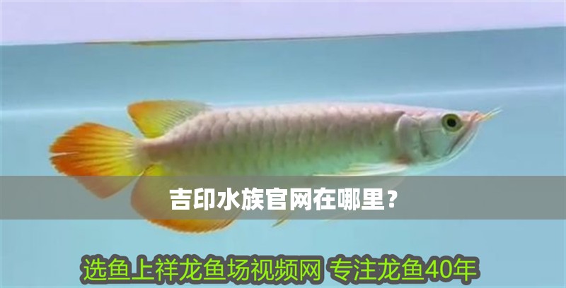 吉印水族官網在哪里？