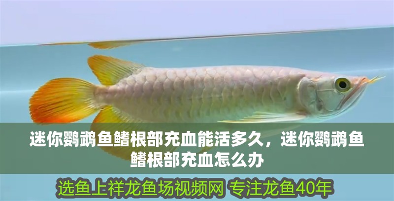 迷你鸚鵡魚(yú)鰭根部充血能活多久，迷你鸚鵡魚(yú)鰭根部充血怎么辦 迷你鸚鵡魚(yú)鰭根部充血能活多久，迷你鸚鵡魚(yú)鰭根部充血怎么辦 龍魚(yú)百科