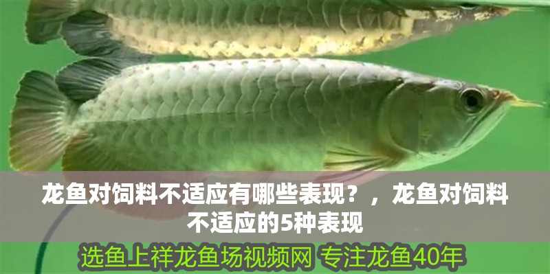 我的虎魚真菌感染了要怎么處理 龍魚對飼料不適應有哪些表現?,龍魚對飼料不適應的5種表現 龍魚百科 龍魚對飼料不適應有哪些表現?,龍魚對飼料不適應的5種表現 龍魚對飼料不適應有哪些表現?,龍魚對飼料不適應的5種表現 龍魚百科