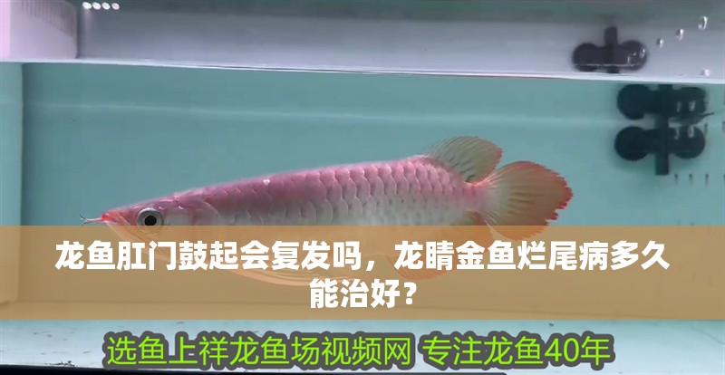 龍魚(yú)肛門(mén)鼓起會(huì)復(fù)發(fā)嗎，龍睛金魚(yú)爛尾病多久能治好？