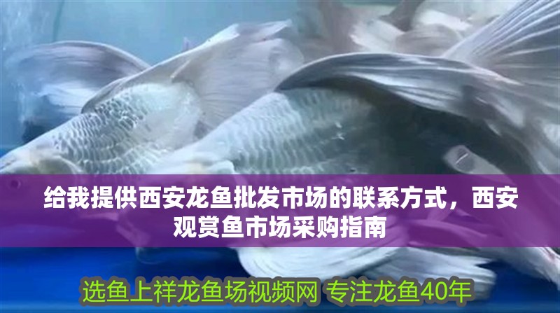給我提供<strong><mark>西安</mark></strong>龍魚批發(fā)市場的聯(lián)系方式，<strong><mark>西安</mark></strong>觀賞魚市場采購指南