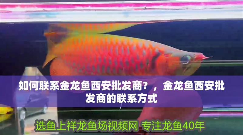 如何聯(lián)系金龍魚西安批發(fā)商？，金龍魚西安批發(fā)商的聯(lián)系方式 如何聯(lián)系金龍魚西安批發(fā)商？，金龍魚西安批發(fā)商的聯(lián)系方式 龍魚百科
