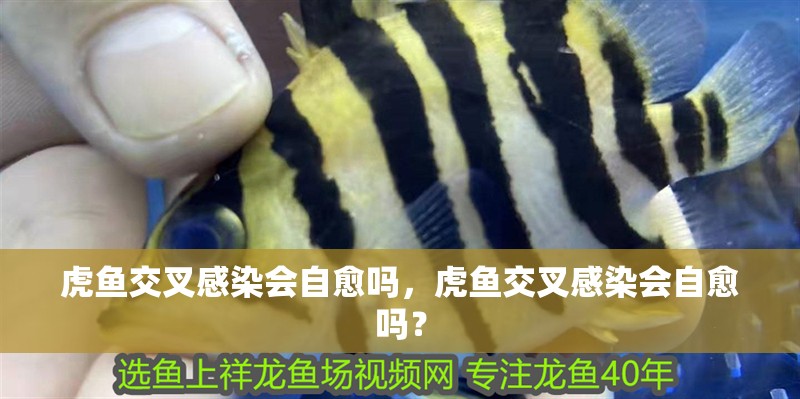 虎魚交叉感染會自愈嗎，虎魚交叉感染會自愈嗎？ 虎魚交叉感染會自愈嗎，虎魚交叉感染會自愈嗎？ 龍魚百科