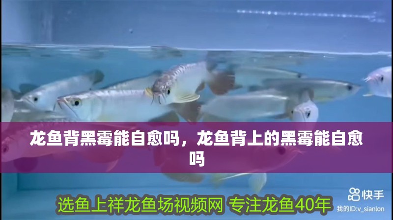 龍魚背黑霉能自愈嗎，龍魚背上的黑霉能自愈嗎 龍魚背黑霉能自愈嗎，龍魚背上的黑霉能自愈嗎 龍魚百科