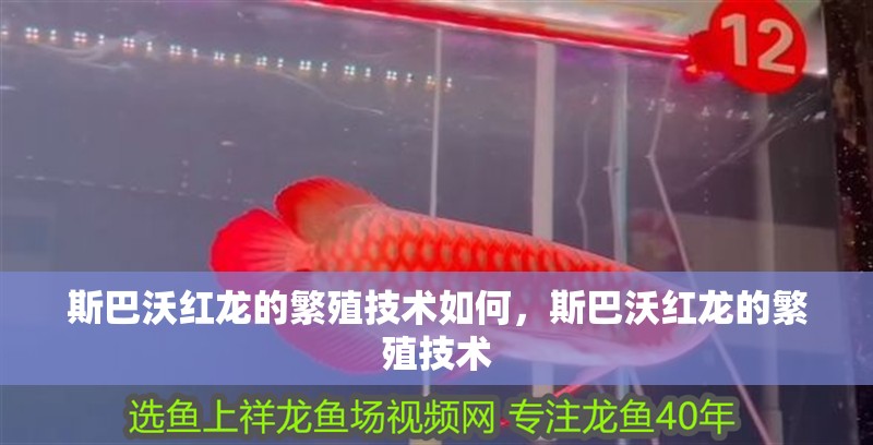 斯巴沃紅龍的繁殖技術如何，斯巴沃紅龍的繁殖技術