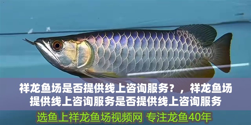 祥龍魚場是否提供線上咨詢服務？，祥龍魚場提供線上咨詢服務是否提供線上咨詢服務 祥龍魚場是否提供線上咨詢服務？，祥龍魚場提供線上咨詢服務是否提供線上咨詢服務 龍魚百科