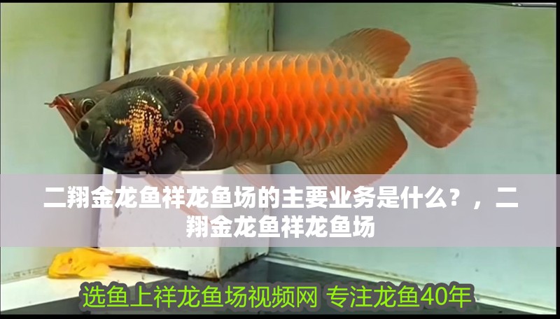 二翔金龍魚祥龍魚場的主要業(yè)務(wù)是什么？，二翔金龍魚祥龍魚場 二翔金龍魚祥龍魚場的主要業(yè)務(wù)是什么？，二翔金龍魚祥龍魚場 龍魚百科