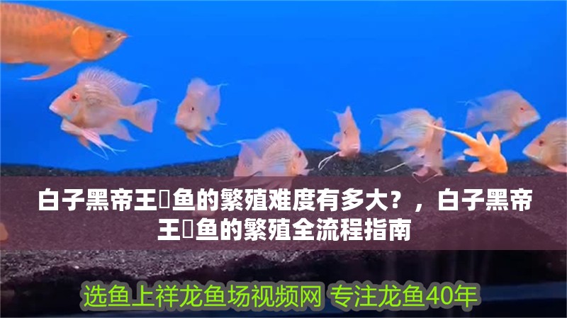 白子黑帝王魟魚的繁殖難度有多大？，白子黑帝王魟魚的繁殖全流程指南 白子黑帝王魟魚的繁殖難度有多大？，白子黑帝王魟魚的繁殖全流程指南 龍魚百科