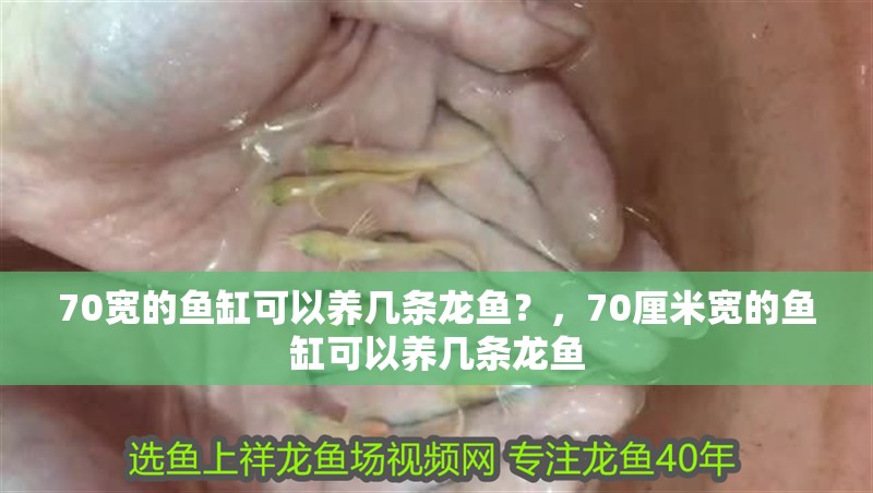 魚缸過濾器選購指南:自制魚缸過濾器魚缸上置過濾器對于養魚愛好者的必備知識 70寬的魚缸可以養幾條龍魚?,70厘米寬的魚缸可以養幾條龍魚 龍魚百科 70寬的魚缸可以養幾條龍魚?,70厘米寬的魚缸可以養幾條龍魚 70寬的魚缸可以養幾條龍魚?,70厘米寬的魚缸可以養幾條龍魚 龍魚百科